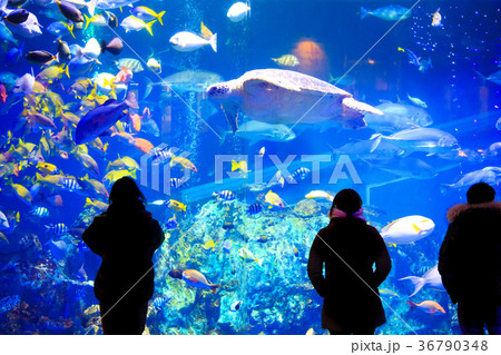 水族館の水槽 水族館の水槽 36790348
