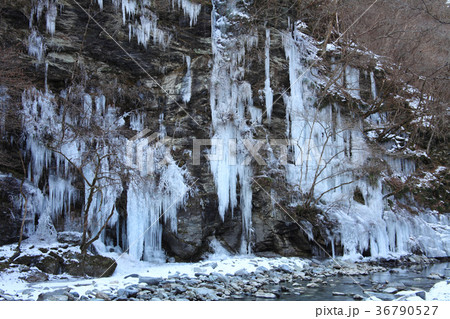 三十槌の氷柱 36790527