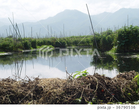 水耕栽培（インレー湖畔／ミャンマー） 36790536