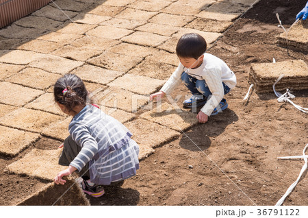庭の芝生を植えるお手伝いをする子供 36791122