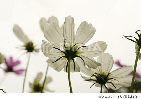 White Cosmos Against the sky background 36791238