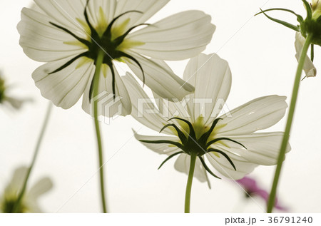 White Cosmos Against the sky background 36791240