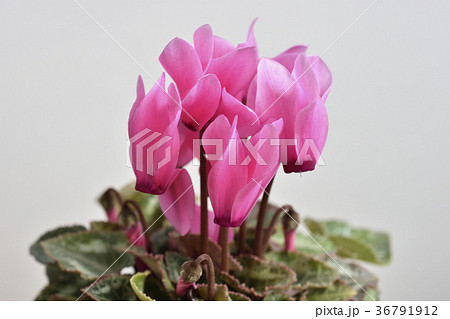 ガーデンシクラメン 36791912