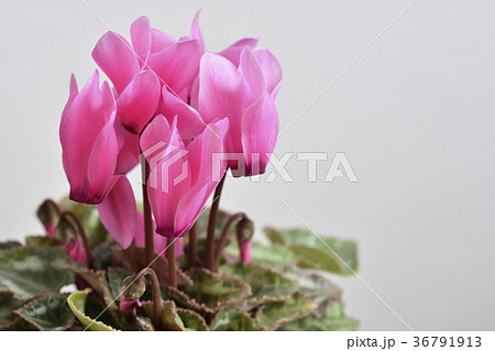 ガーデンシクラメン ガーデンシクラメン 36791913