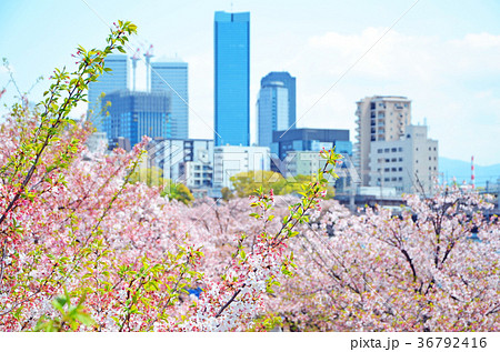 大阪　天満橋からの風景 36792416