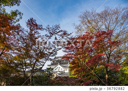 愛知 岡崎公園 紅葉の岡崎城の写真素材