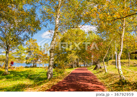 紅葉の白樺湖 湖畔の遊歩道 紅葉の白樺湖 湖畔の遊歩道 36792959