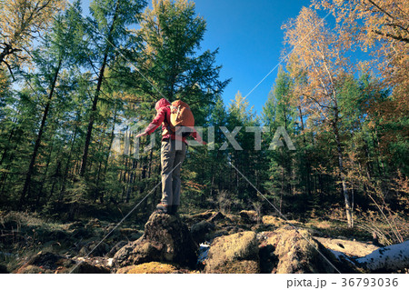 hiking woman hiker in the sunrise autumn forest hiking woman hiker in the sunrise autumn forest 36793036