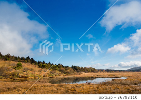 秋の八島ヶ原湿原　草紅葉の紅葉 36793110