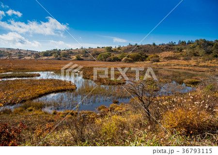 秋の八島ヶ原湿原　草紅葉の紅葉 36793115