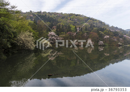 桜 貯水池 春 36793353