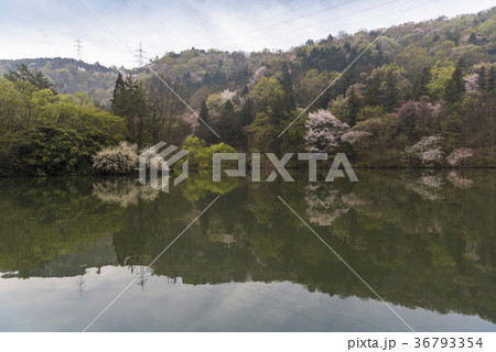 桜 貯水池 春 36793354