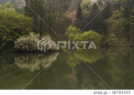 桜 貯水池 春 36793355