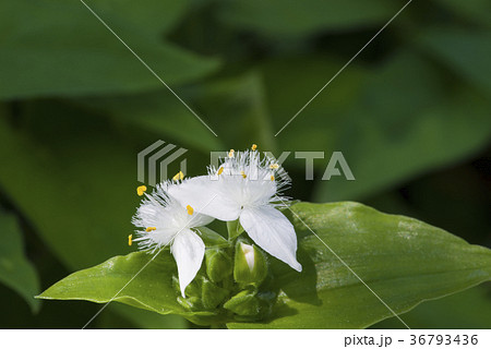 トキワツユクサ トキワツユクサ 36793436