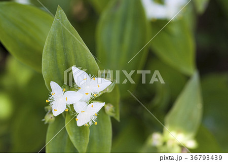 トキワツユクサ 36793439