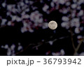 夜桜　満月 36793942
