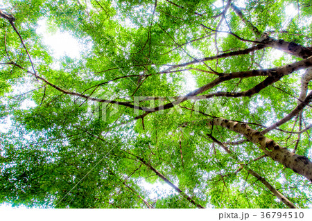 Sunlight sifting through the leaves of Banyan tree Sunlight sifting through the leaves of Banyan tree 36794510
