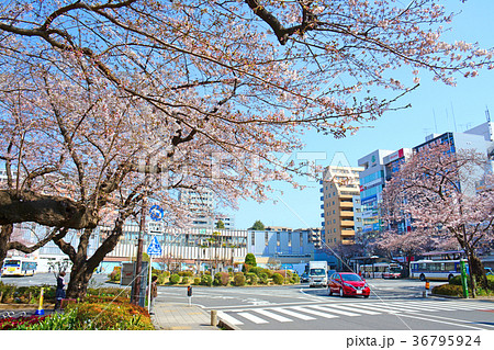 東京都国立市 国立駅前の桜 東京都国立市 国立駅前の桜 36795924