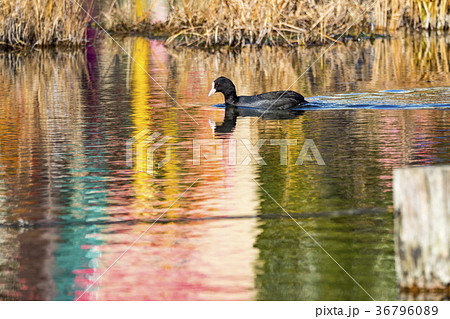 オオバン 36796089