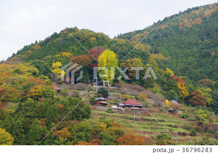 山の銀杏 36796283