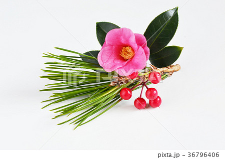 開運椿松万両 開運椿松万両 36796406