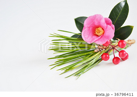 開運椿松万両 36796411