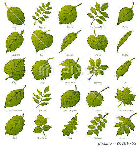 Leaves of Plants, Set 36796705