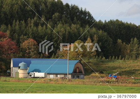 北海道 青い屋根の牛舎の写真素材 北海道 青い屋根の牛舎の写真素材