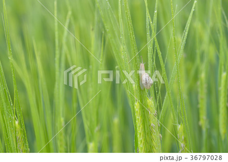 Snail on green wheat field in rainy day 36797028