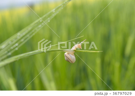 Snail on green wheat field in rainy day Snail on green wheat field in rainy day 36797029