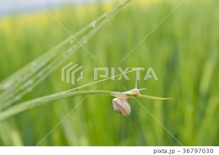 Snail on green wheat field in rainy day Snail on green wheat field in rainy day 36797030