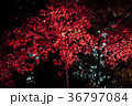 紅葉 36797084