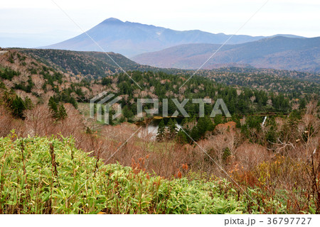 八幡平 熊沼の背景にそびえる岩手山 八幡平 熊沼の背景にそびえる岩手山 36797727