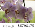 Colorful moth orchids in flower Colorful moth orchids in flower 36798175