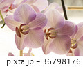 Colorful moth orchids in flower Colorful moth orchids in flower 36798176