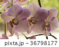 Colorful moth orchids in flower Colorful moth orchids in flower 36798177