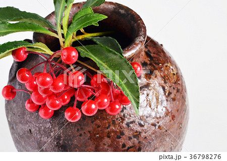 開運万両 36798276