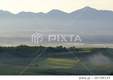 朝霧の丘 朝霧の丘 36798334