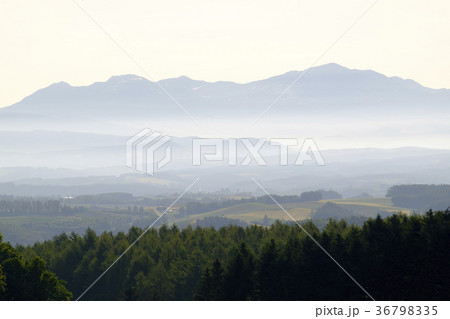 朝霧の丘 36798335