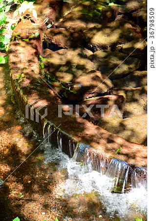 静岡 柿田川の湧水 36798509