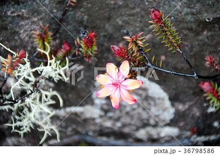 ギアナ高地、ロライマ山 36798586