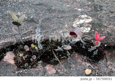 ギアナ高地、ロライマ山 36798691