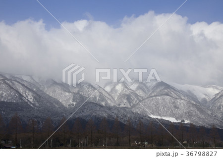 マキノの冬空-5、メタセコイア並木と雪山と青空風景 マキノの冬空-5、メタセコイア並木と雪山と青空風景 36798827