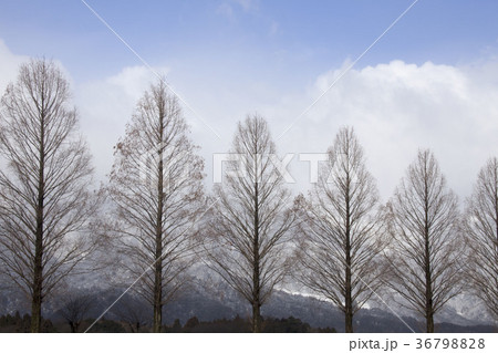 マキノの冬空-6、メタセコイア並木と雪山と青空風景 36798828
