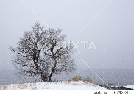 湖畔の冬景色-2、琵琶湖畔を冬木立越しに見た雪景色 湖畔の冬景色-2、琵琶湖畔を冬木立越しに見た雪景色 36798842