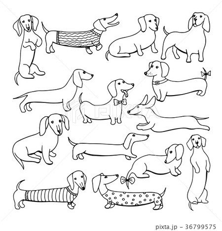 Set of dog dachshund illustrations 36799575