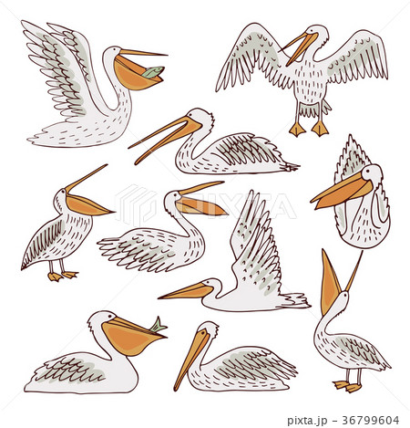 Birds pelicans and fish background 36799604