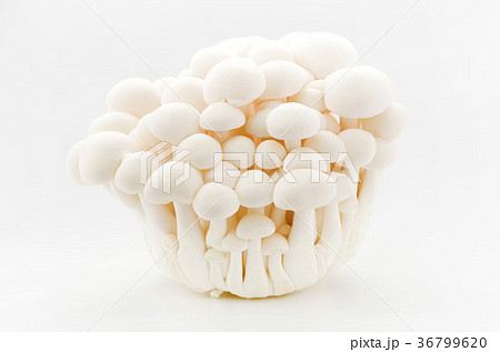 ホワイトブナシメジ 36799620