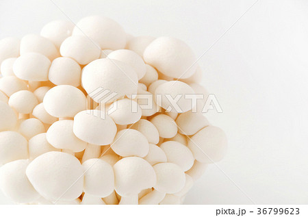 ホワイトブナシメジ 36799623