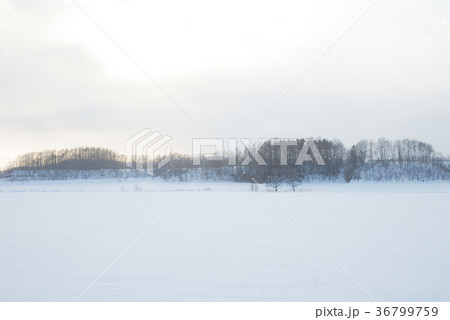 冬の道東の雪原(北海道) 冬の道東の雪原(北海道) 36799759